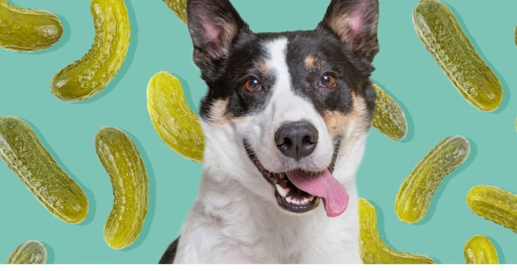 Can Dogs Eat Dill Pickles 