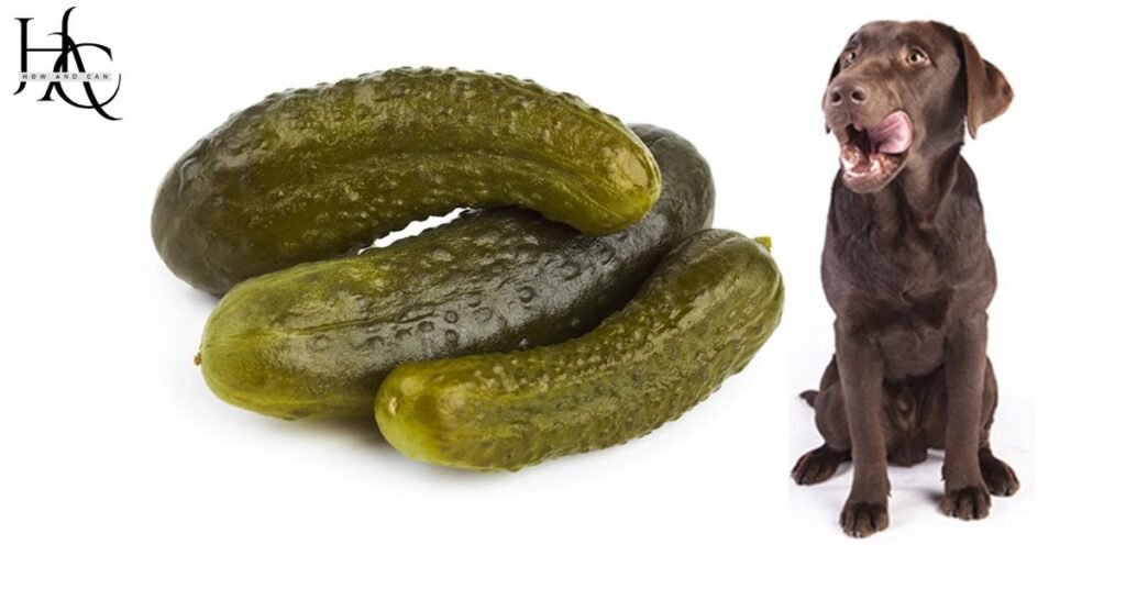 Can a Dog Eat a Pickle