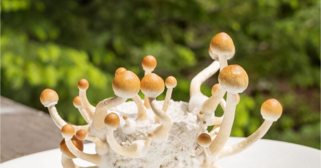 How Long Do Shrooms Last in Your System?