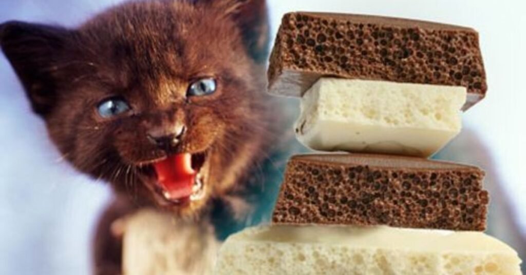 Can Cats Eat Chocolate Ice Cream 