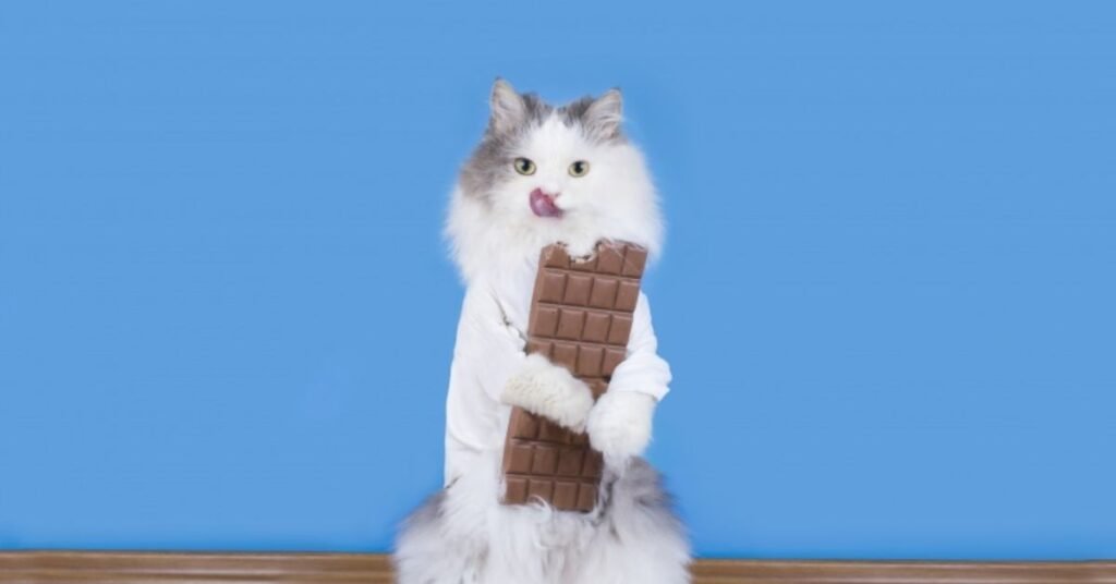 Can Cats Eat White Chocolate