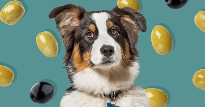 Can Dogs Eat Olives? Safe Snacks for Your Pup