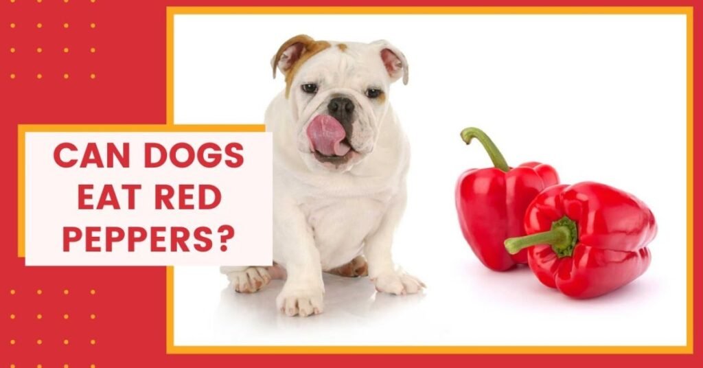 can dogs eat red bell peppers