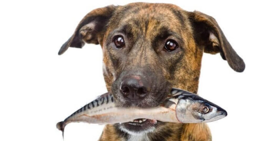 Can Dogs Eat Canned Tuna Fish