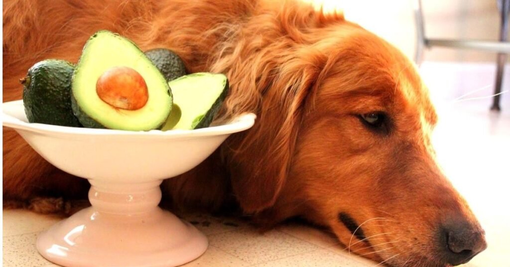 Can my dog eat avocado