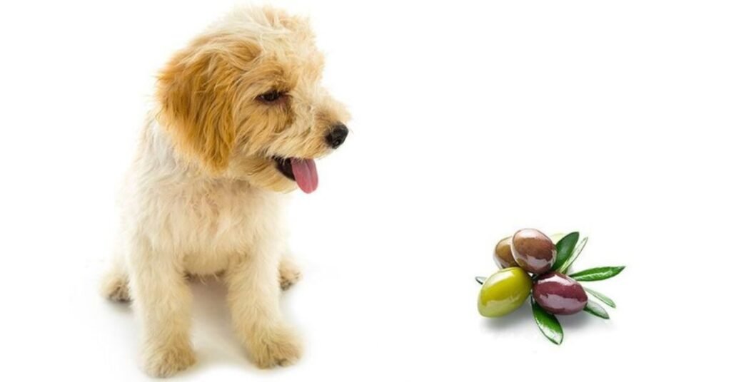 Can Dogs Have Olives