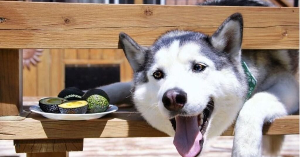 Can Dogs Eat Avocado Skin