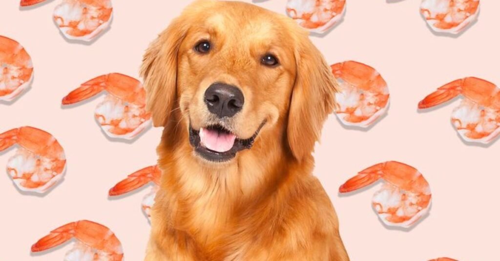 Can dogs Eat Raw Shrimp