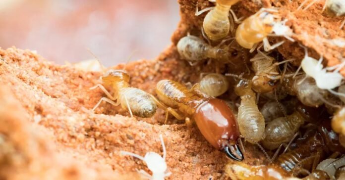 What do baby termites look like​