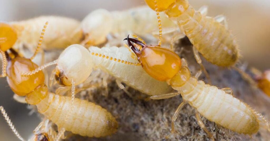 what do flying termites look like