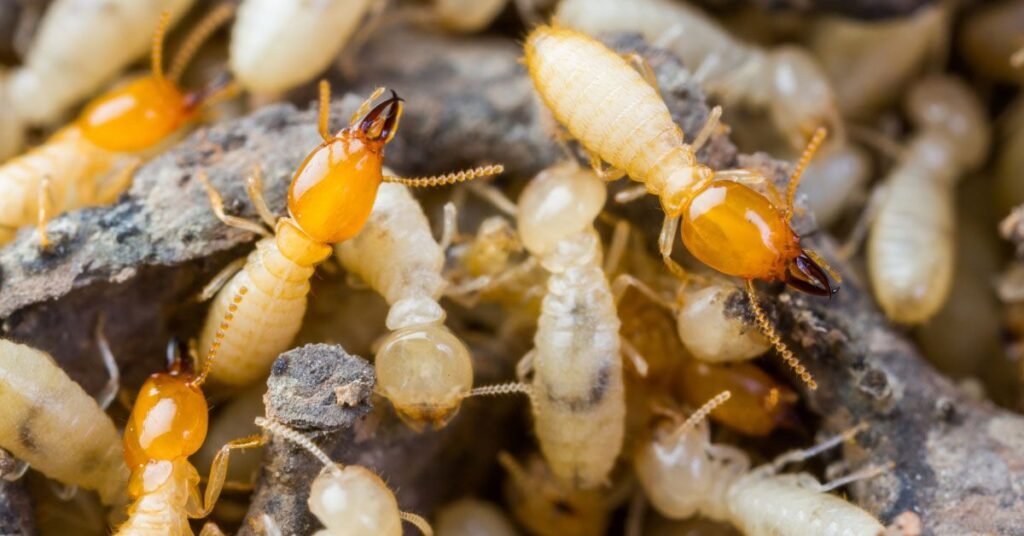 what do termite droppings look like