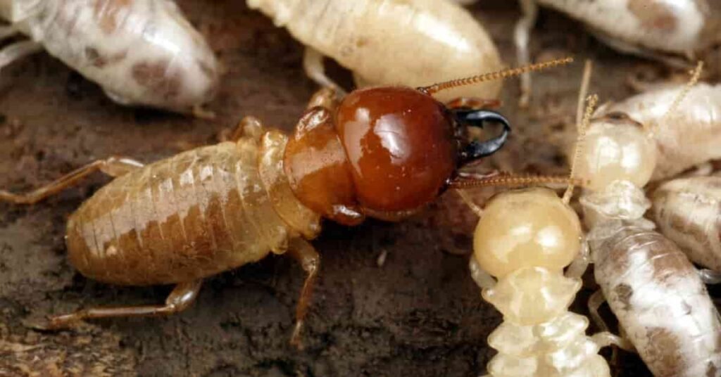 Do house termites look like