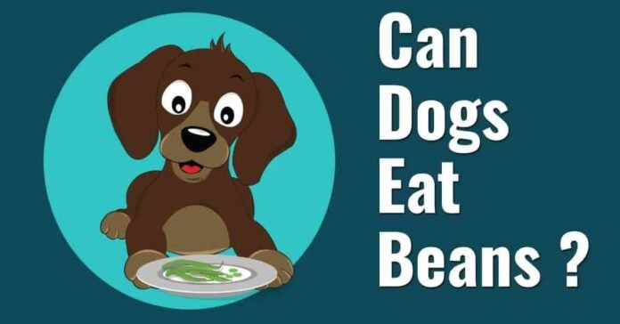 Can Dogs Eat Beans: A Guide to Safe Feeding