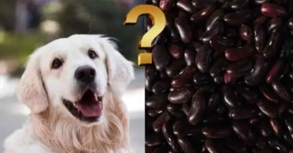 can dogs eat black beans