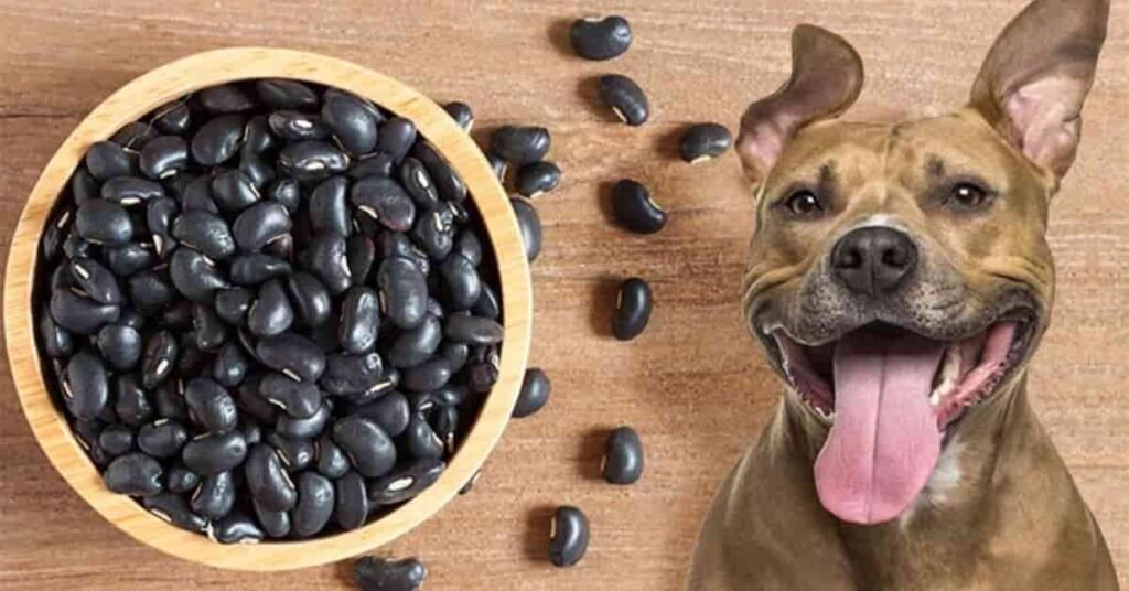 can dogs eat black beans