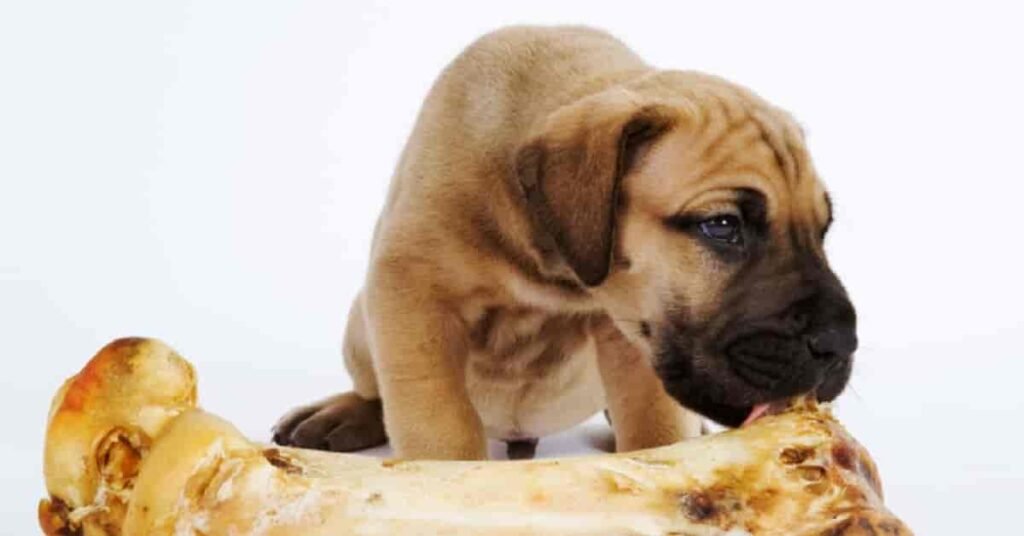 can dogs eat bones from pork