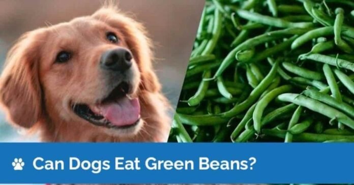 can dogs eat green beans