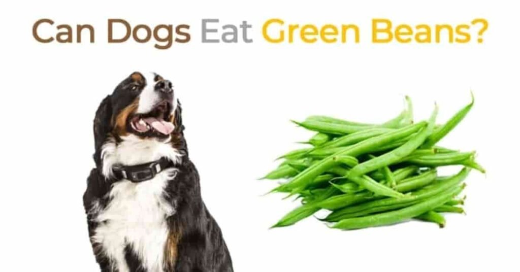 can dogs eat green beans