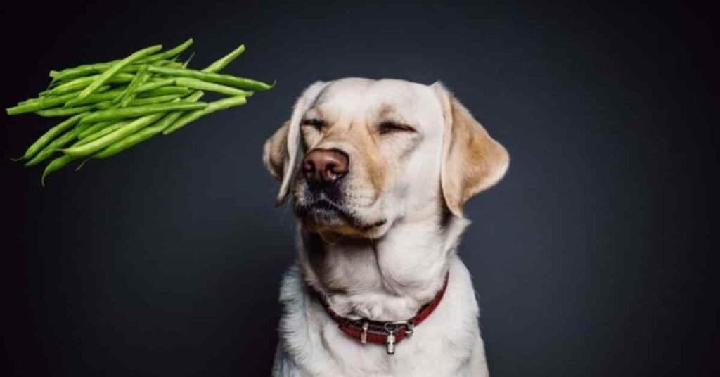 can dogs eat pinto beans