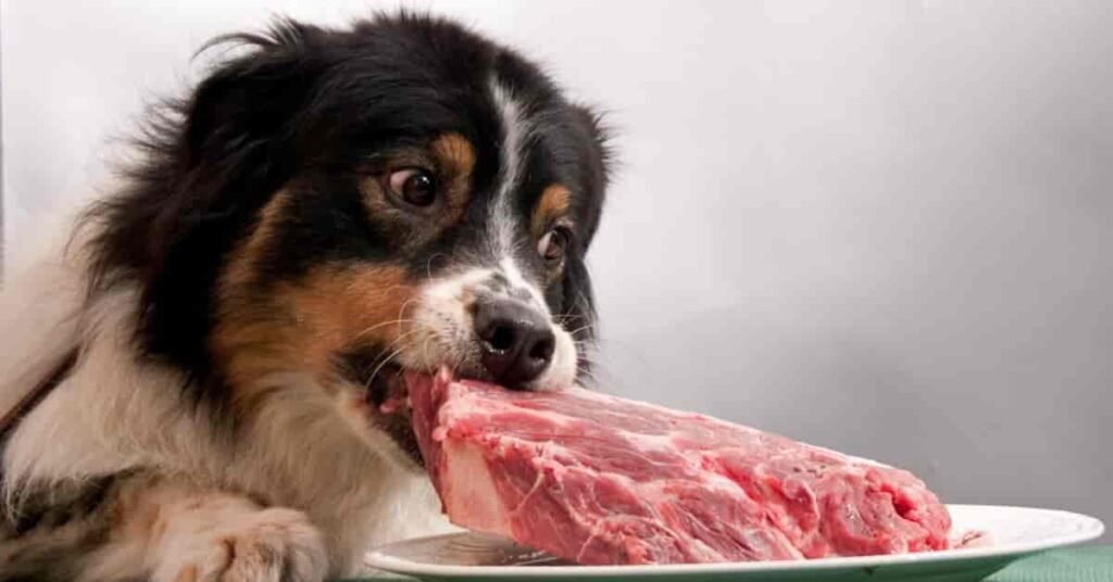 can dogs eat pork rib bones