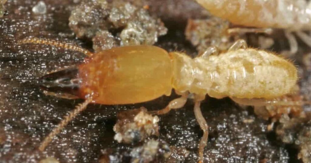 house termites look like