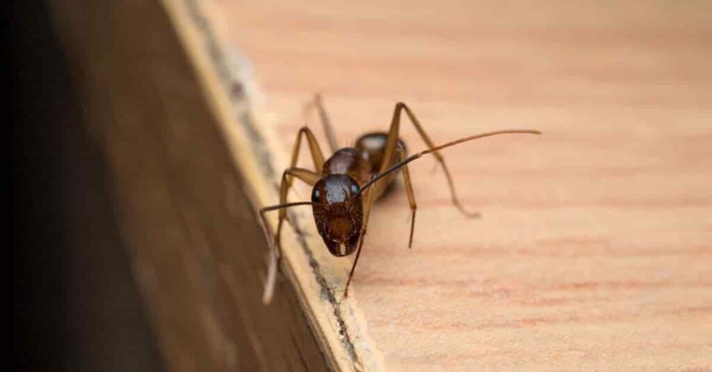 what do flying termites look like