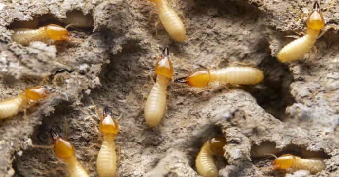 What Do Termite Droppings Look Like: Signs of Infestation