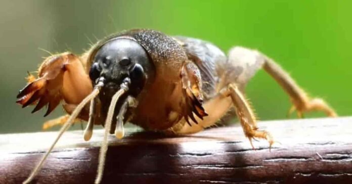 What Do Mole Crickets Eat: Garden Pest Food Guide