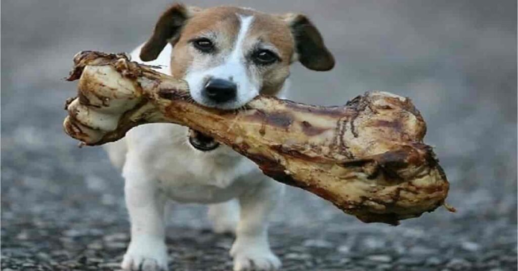 can dogs eat pork bones