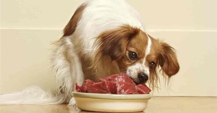 Can Dogs Eat Pork Chop Bones - Pet Health Guide