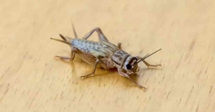 What Do Crickets Eat: Diet Guide for Cricket Care