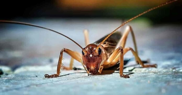 What Do Crickets Eat Fungi: Complete Diet Guide