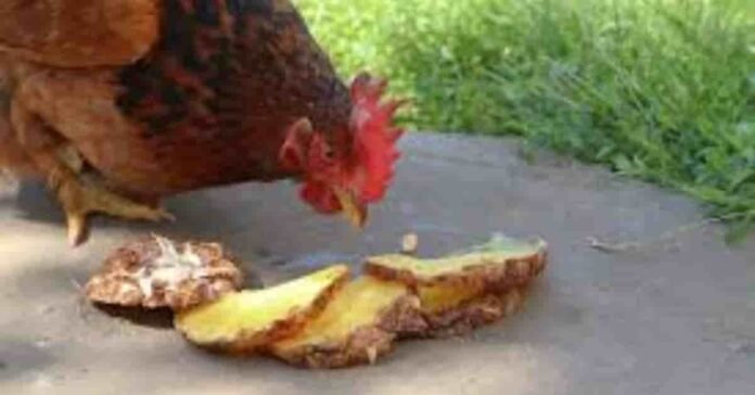 Can Chickens Eat Pineapple? The Surprising Truth