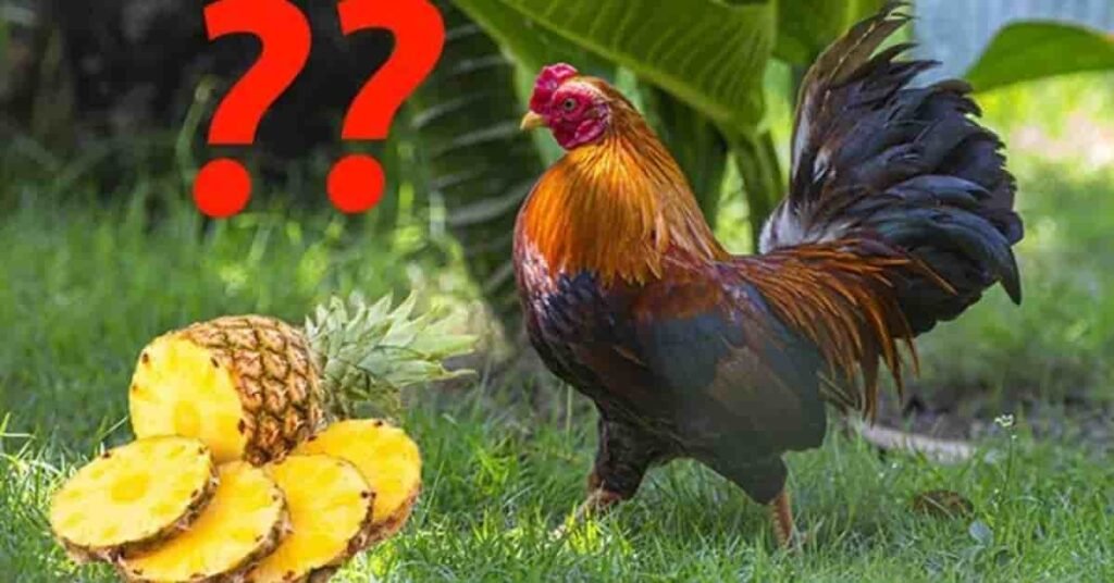 Chickens Eat Pineapple